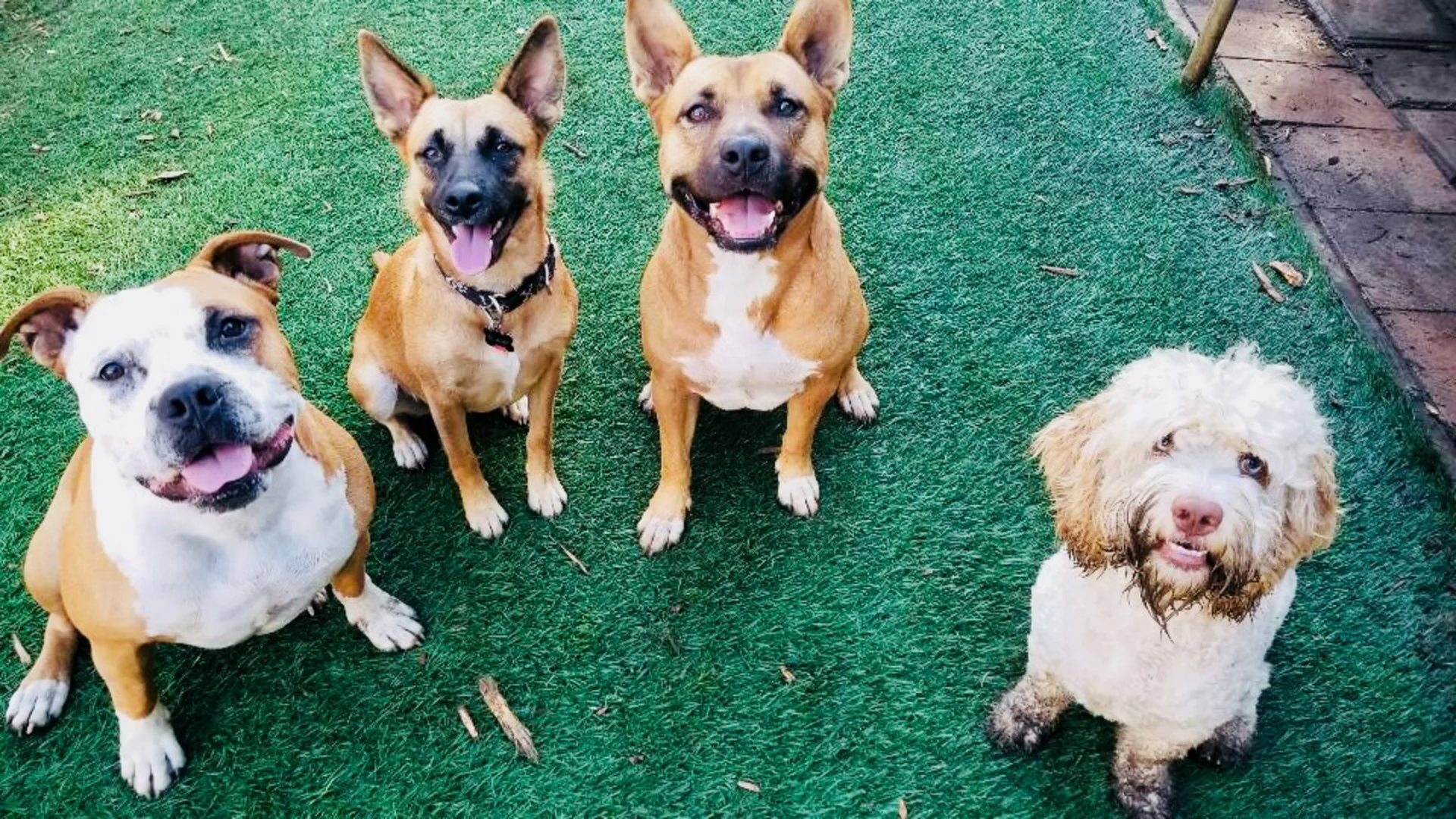 Hundebetreuung: Dogsitter, Hundepension oder Tagesbetreuung?