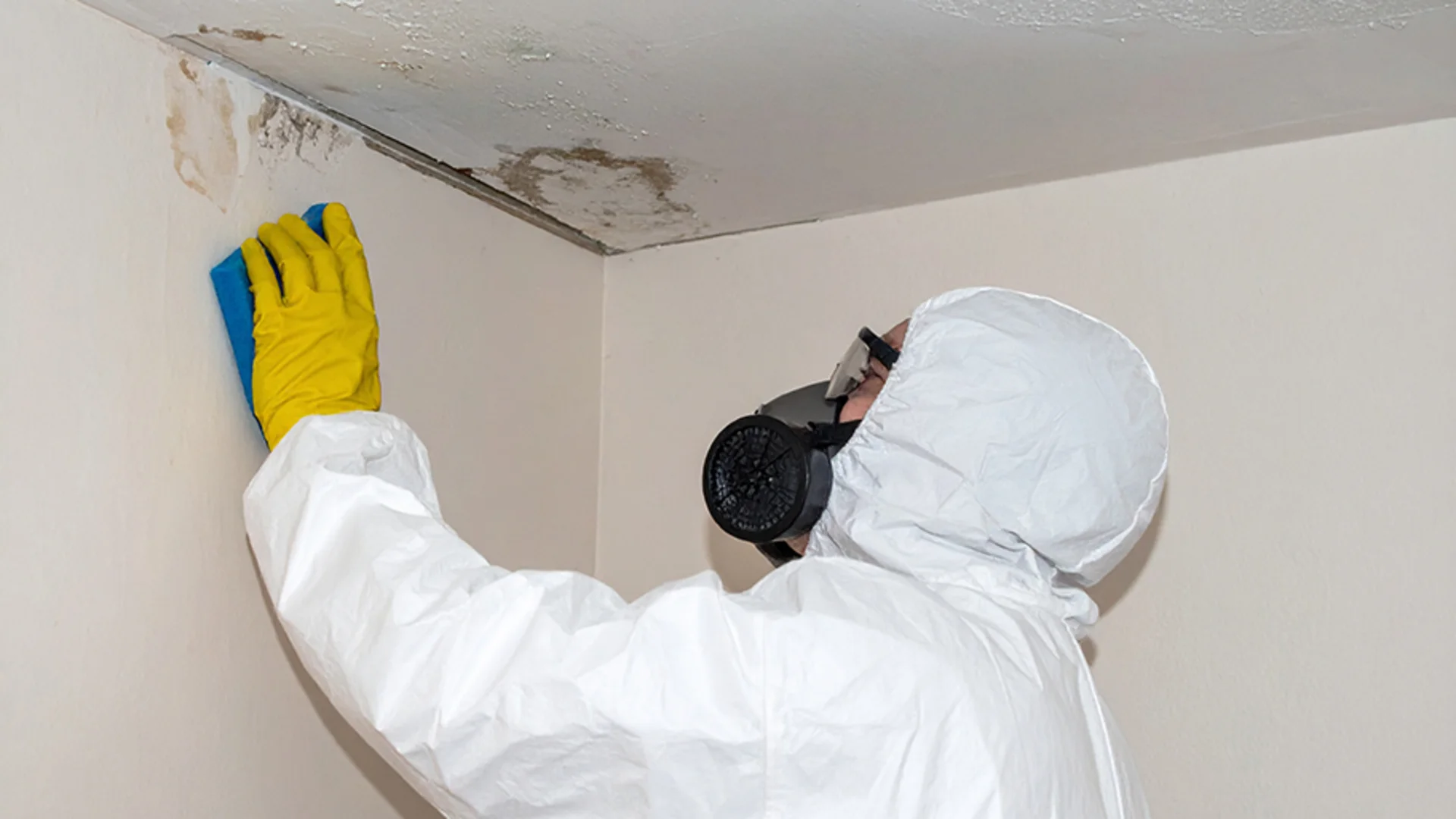 Schimmel in der Wohnung: Ursachen, Risiken und professionelle Beseitigung